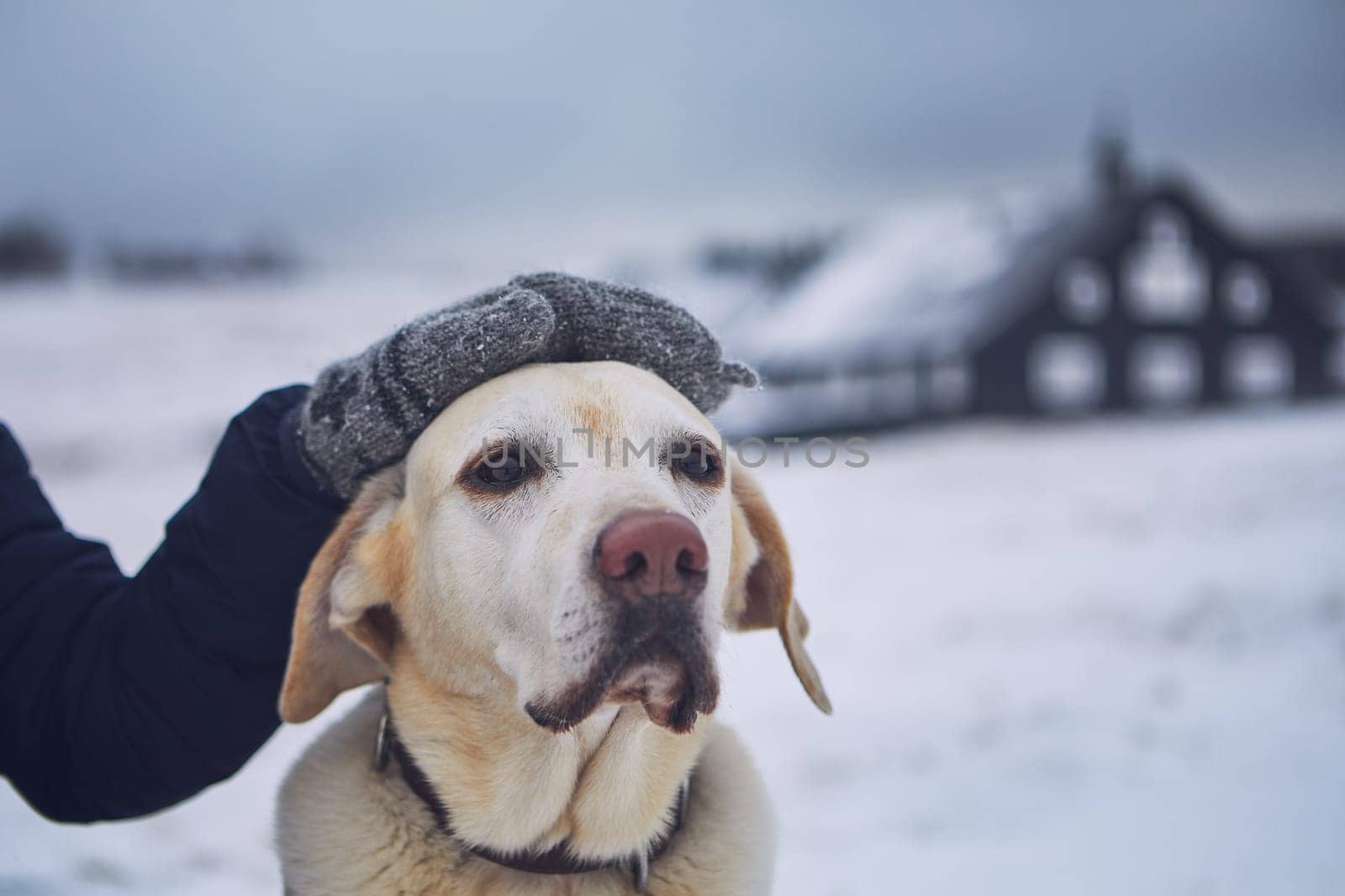 Friendship between pet owner and his old dog. Hand stroking labrador retriver in winter landscape.