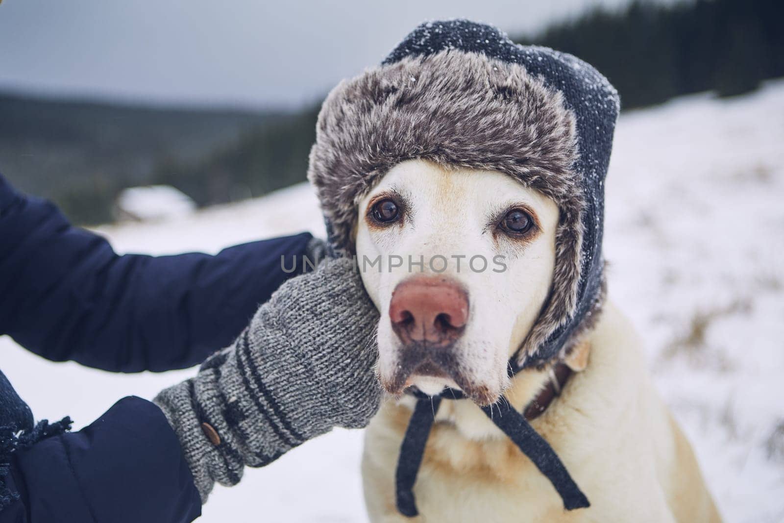Funny portrait of dog in winter landscape. Labrador retriever with cap on his head.