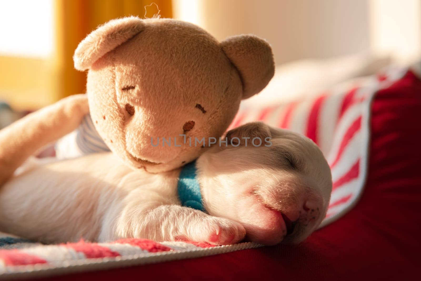 Puppy Sleeping on Dog Beg Teddy Bear Morning