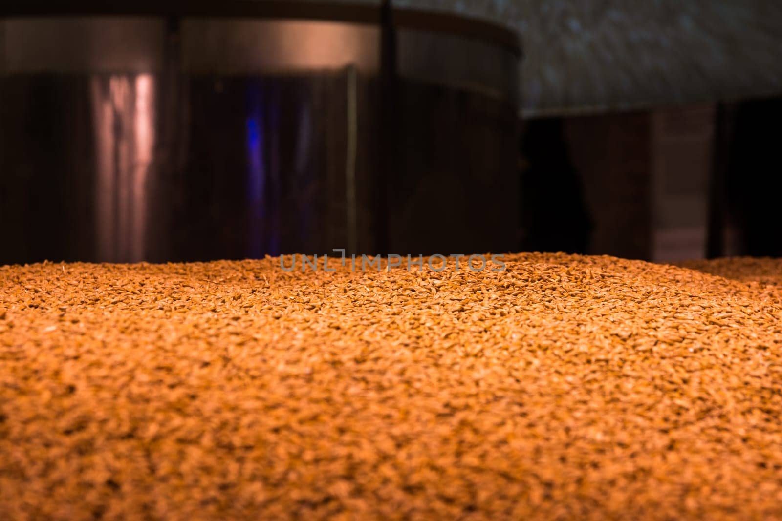 Barely Grain Pile Texture Close Up Food