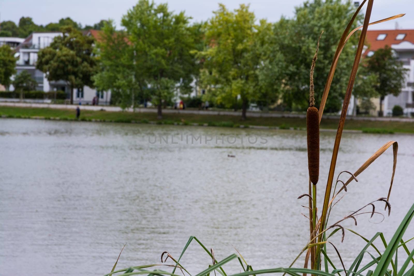 Brown Cat Tail Plant Grass Lake Shore