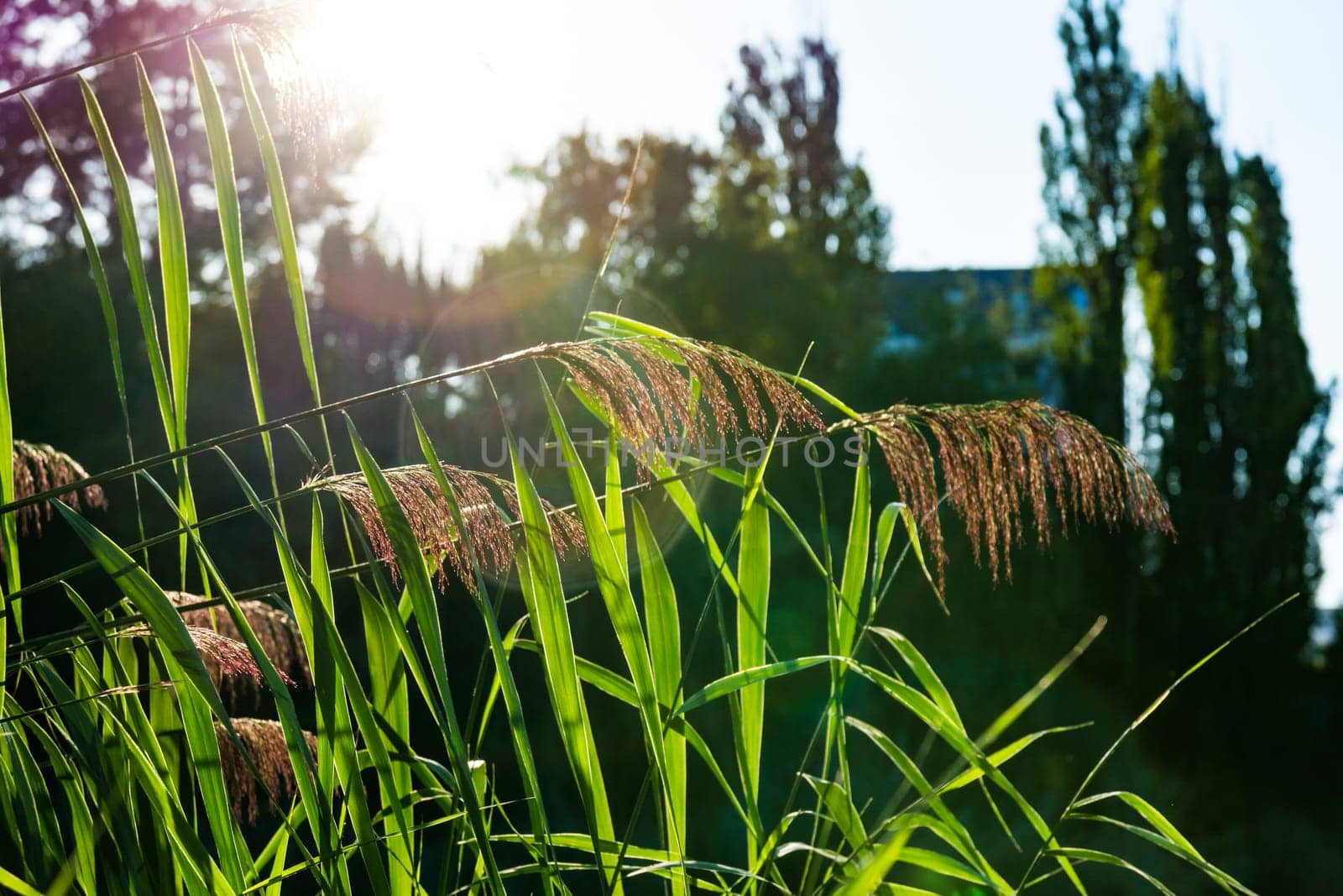 Feathery Plant Sunset Solar Flare Warm Outdoors Park