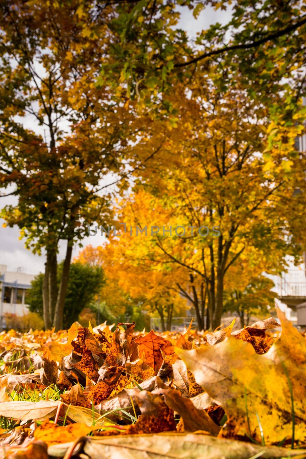 Leaves Ground Texture Detail Autumn Grass Fall Season Outdoors Red Yellow Orange Blur Trees Background