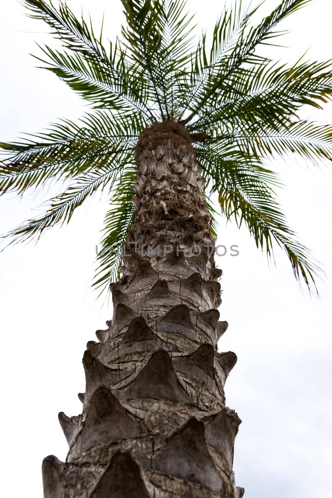 Palm Tree Isolated on White from Base of Trunk