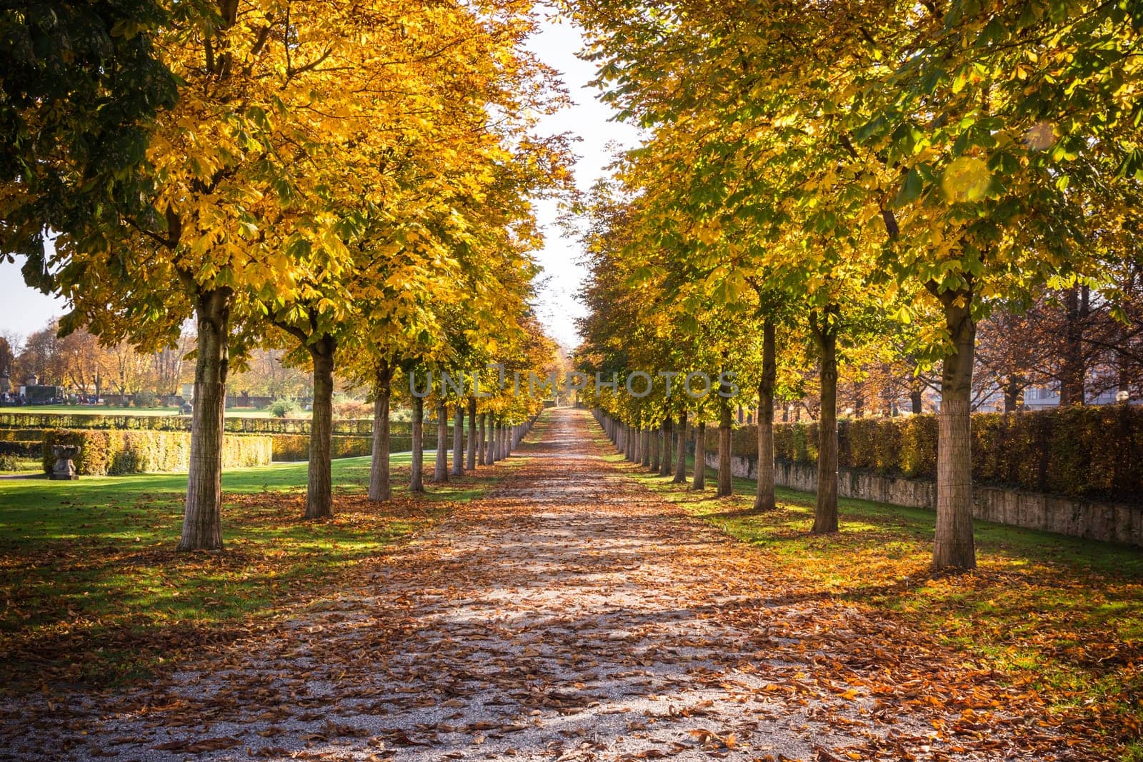Park Pathway Trail Autumn Fall Stone Dirt Walking Long Perspective Dead Leaves on Ground Daytime Warm Beautiful Light Diagonal Lines Distance