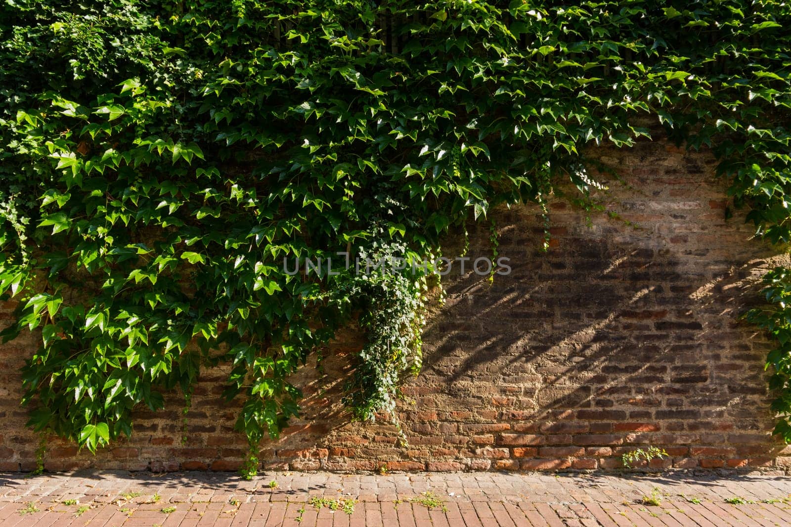 Simple Ivy Vine Growth Facing Rustic Brick Wall