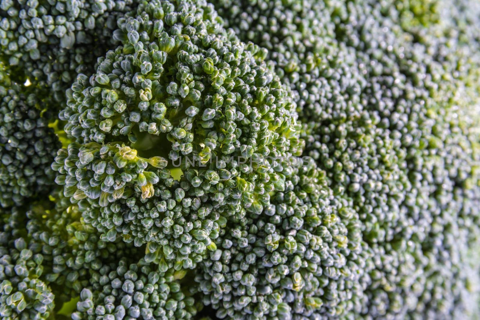 Single Brocoli Stem Top Bush Vegetable Fresh Cooking Raw Ingredient Isolated White Background Detail Closeup