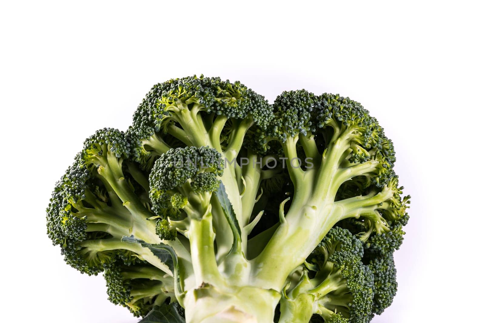 Single Brocoli Stem Top Bush Vegetable Fresh Cooking Raw Ingredient Isolated White Background Detail Closeup