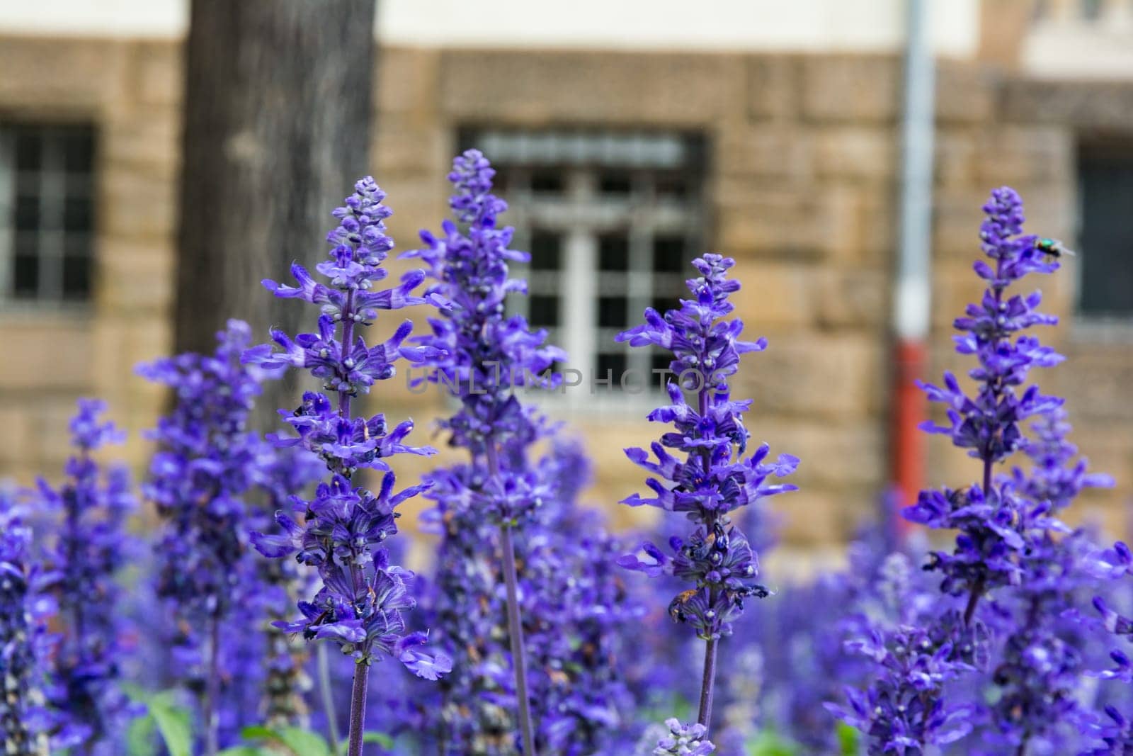Purple Blue Flowers Lavendar Lilac Field Garden European City