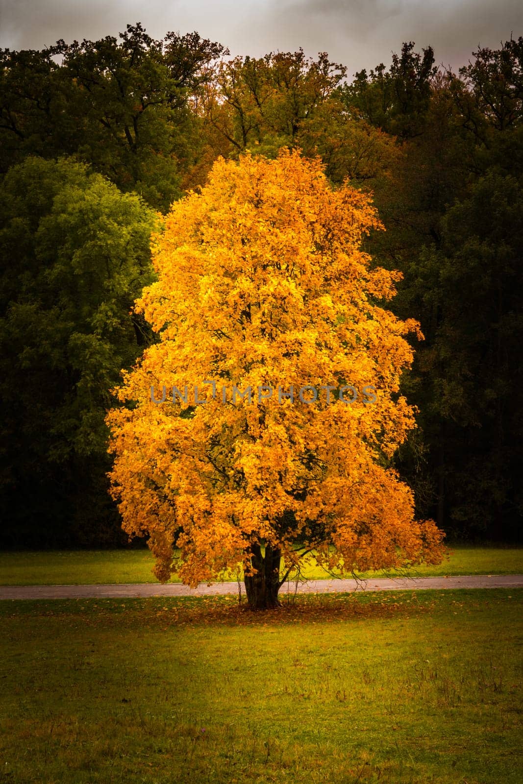 Autumn Fall Season Changing Leaves Contrast Single Oak Tree Alone Forest Independent Orange Yellow Red Leaves Plant Field Landscape Path Wood Bright