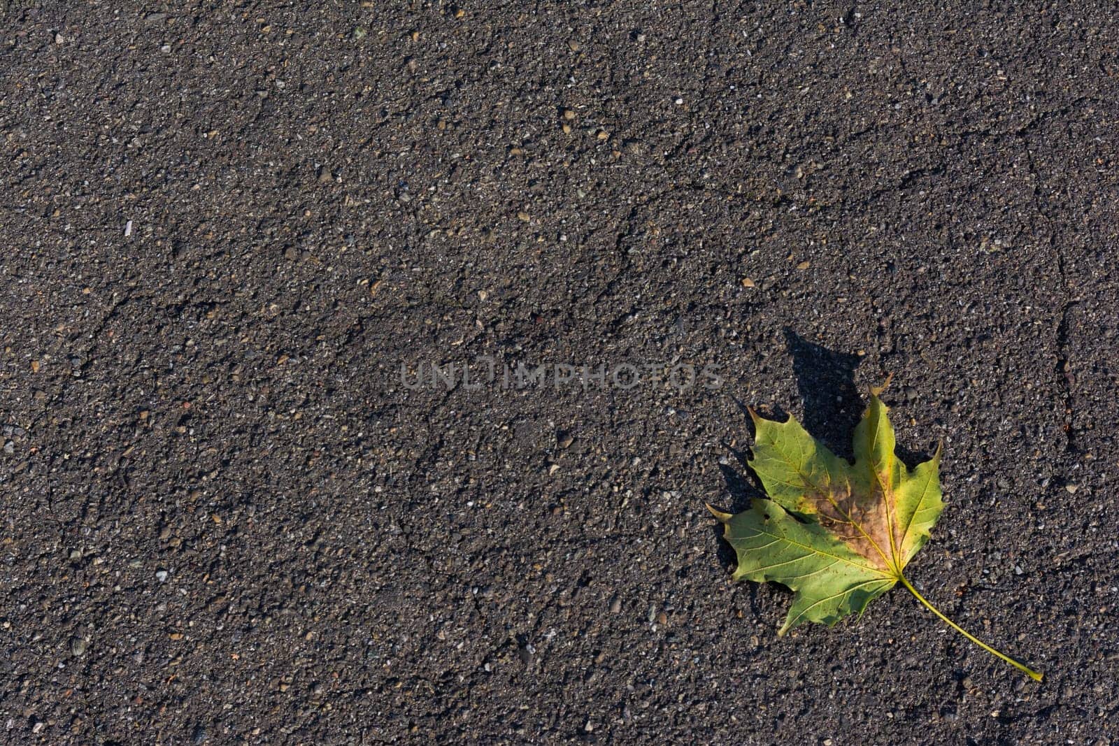 Asphalt Road Leaf Laying Alone Single Autumn Texture Abstract