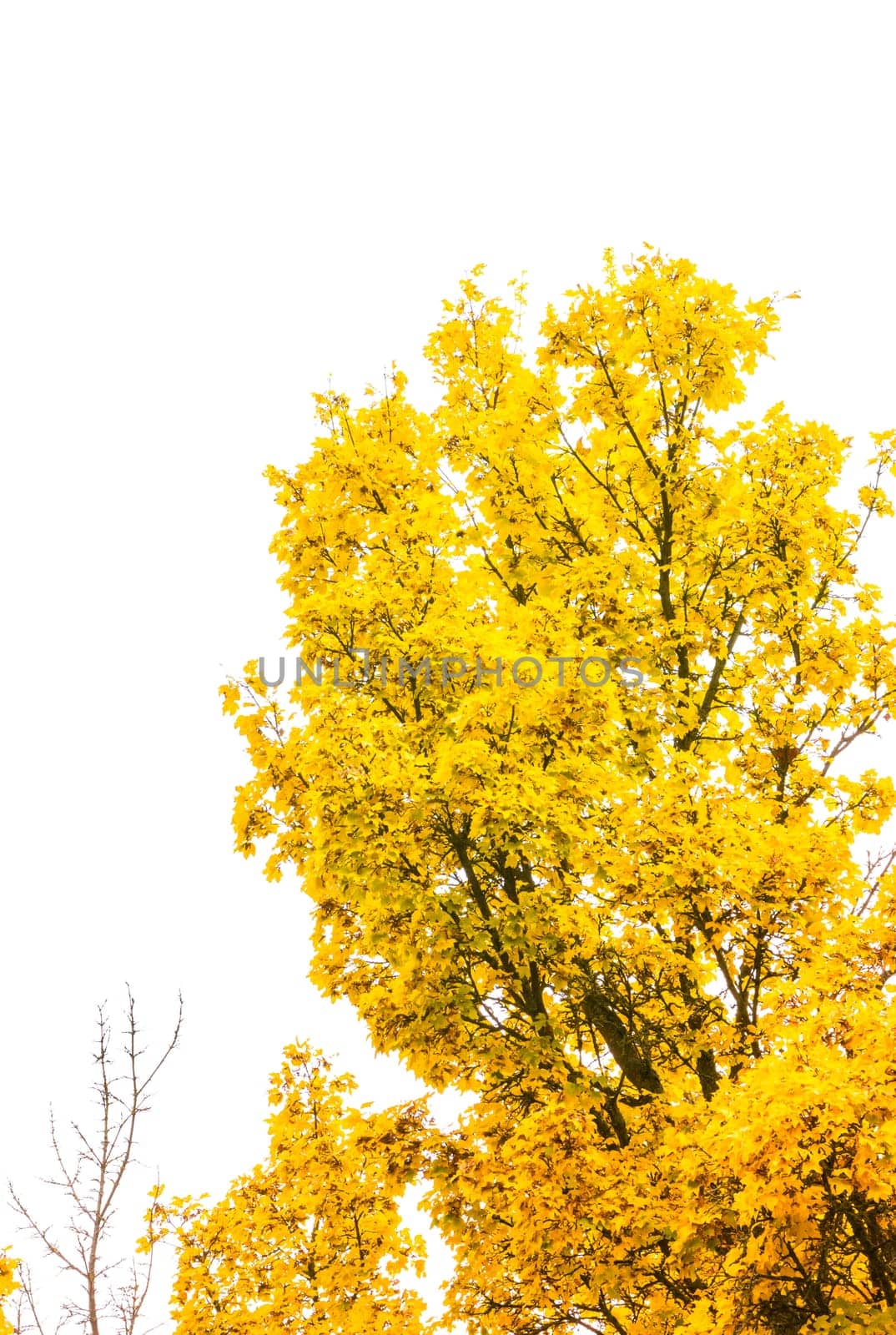 Autumn Fall Season Seasonal Leaves Changing Yellow Background Detail Texture Isolated White Orange Green Red Oak Tree