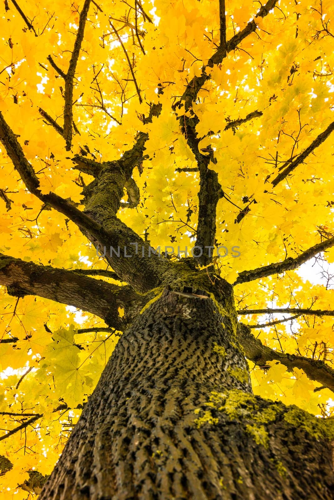Autumn Fall Season Seasonal Leaves Changing Yellow Background Detail Texture Isolated White Orange Green Red Oak Tree