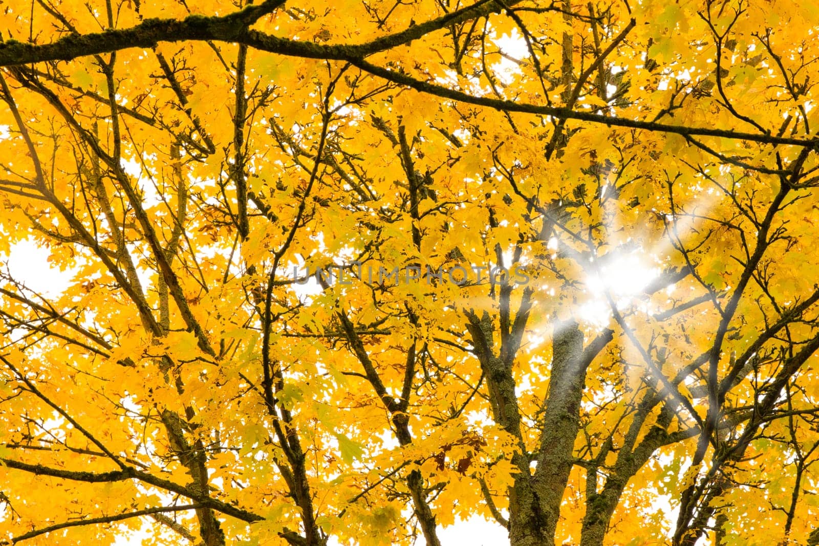 Autumn Fall Season Seasonal Leaves Changing Yellow Background Detail Texture Isolated White Orange Green Red Oak Tree
