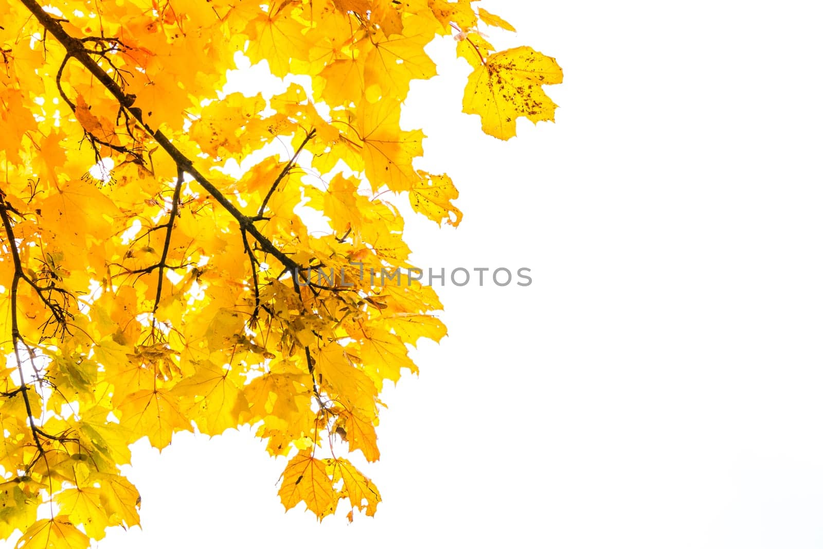 Autumn Fall Season Seasonal Leaves Changing Yellow Background Detail Texture Isolated White Orange Green Red Oak Tree