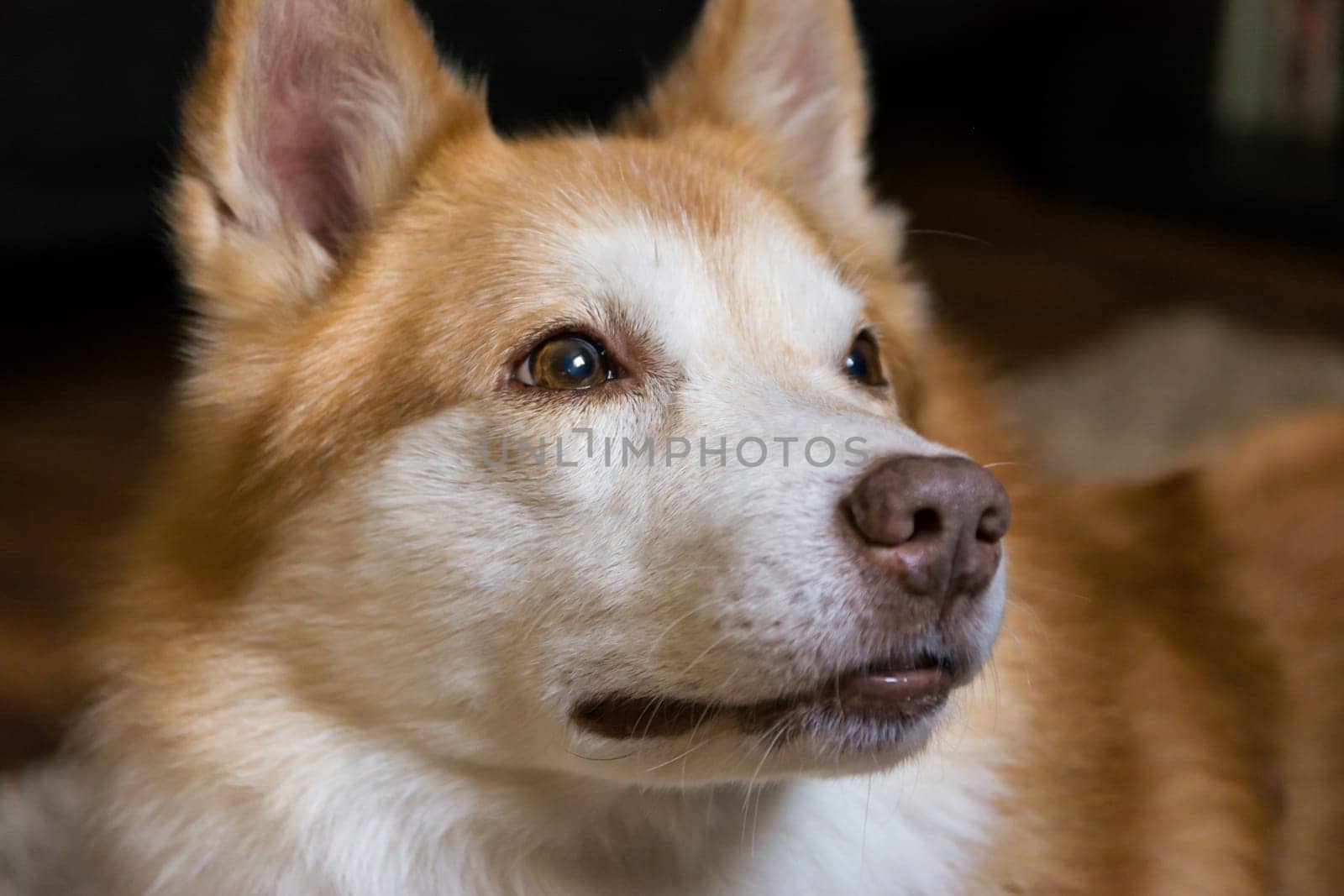 Beautiful Orange White Furry Dog Indoor Housepet Portrait Warmth Sunlight Open Closed Eyes Happy Laying Sitting
