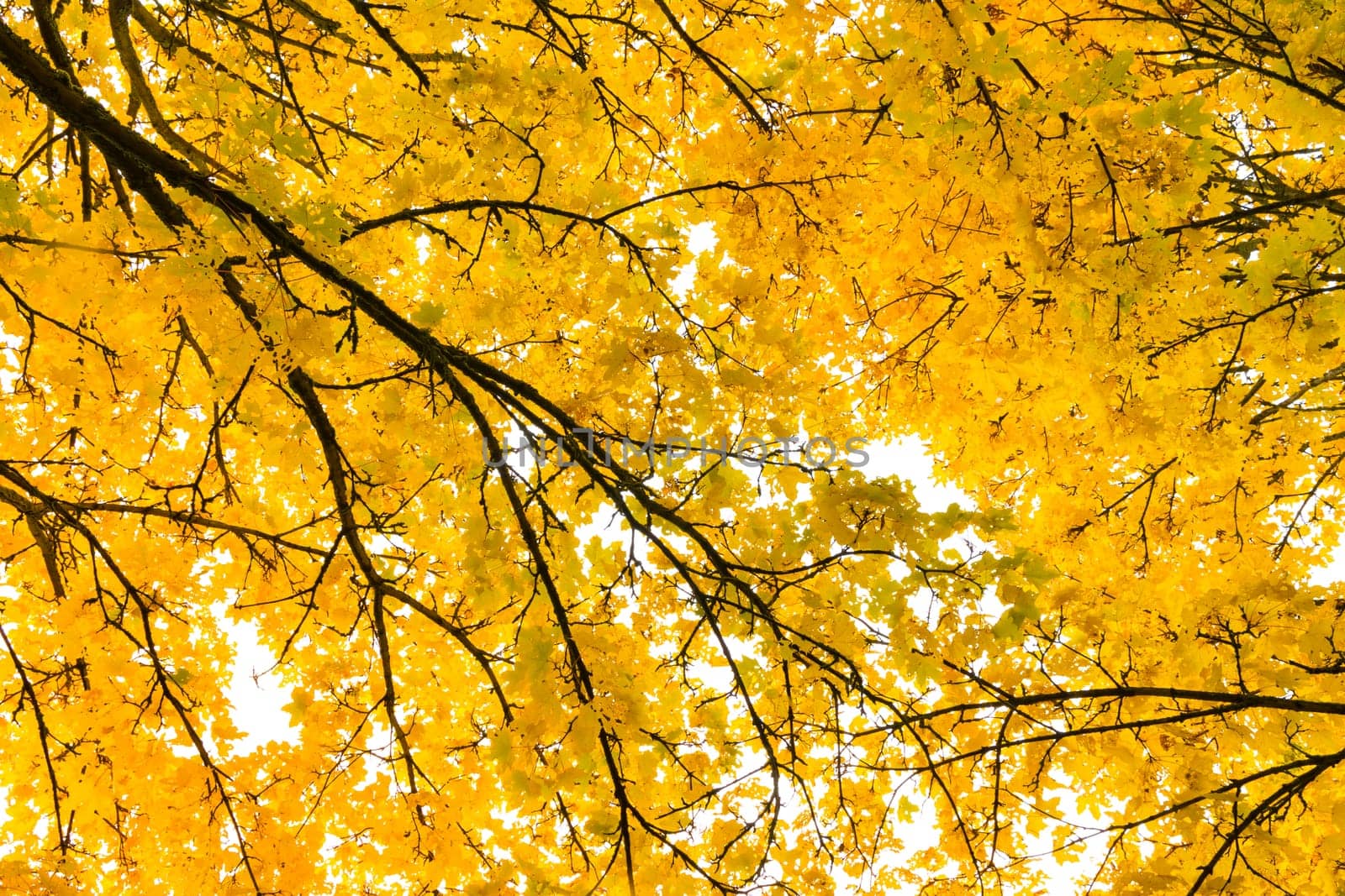 Autumn Fall Season Seasonal Leaves Changing Yellow Background Detail Texture Isolated White Orange Green Red Oak Tree