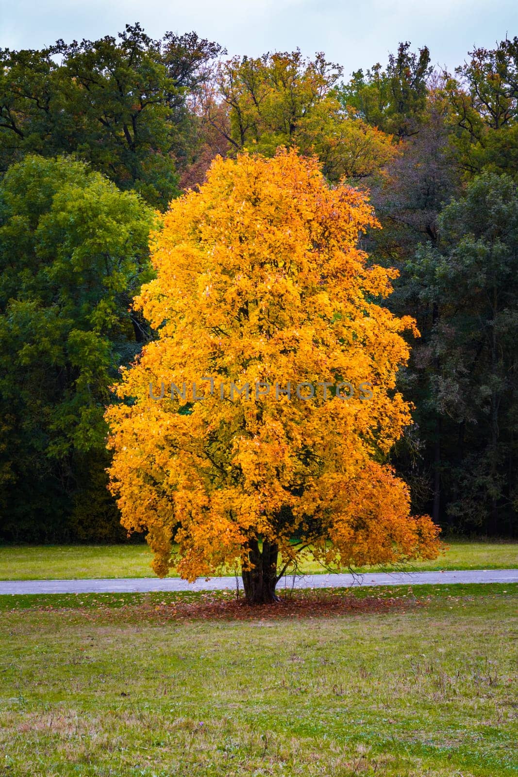 Autumn Fall Season Changing Leaves Contrast Single Oak Tree Alone Forest Independent Orange Yellow Red Leaves Plant Field Landscape Path Wood Bright