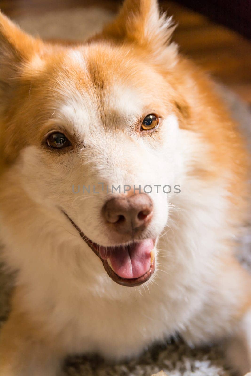 Beautiful Orange White Furry Dog Indoor Housepet Portrait Warmth Sunlight Open Closed Eyes Happy Laying Sitting