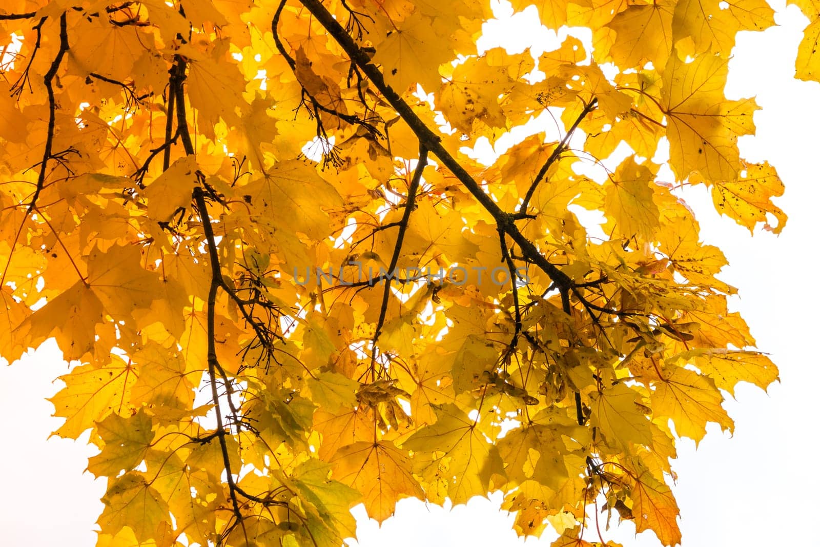 Autumn Fall Season Seasonal Leaves Changing Yellow Background Detail Texture Isolated White Orange Green Red Oak Tree