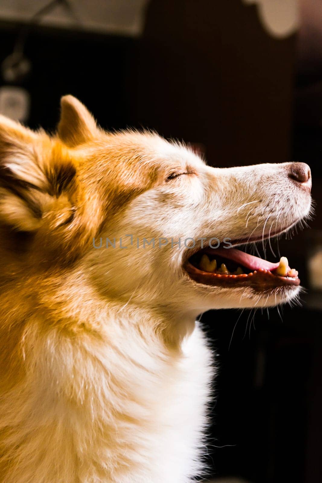 Beautiful Orange White Furry Dog Indoor Housepet Portrait Warmth Sunlight Open Closed Eyes Happy Laying Sitting