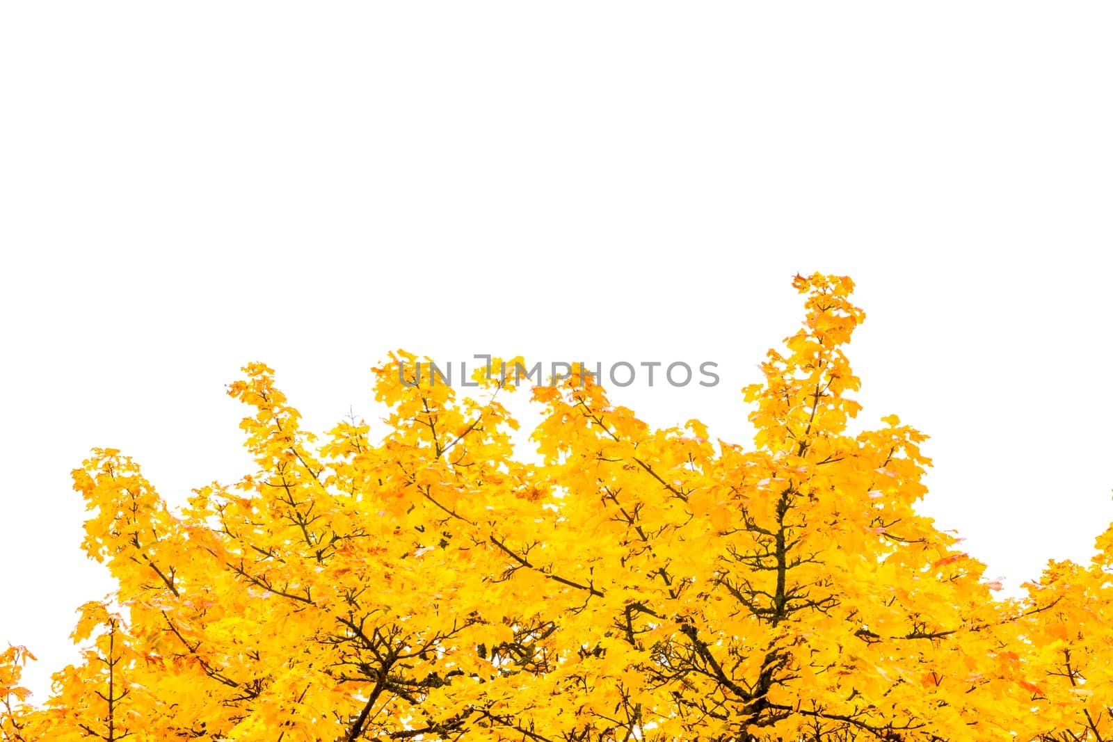 Autumn Fall Season Seasonal Leaves Changing Yellow Background Detail Texture Isolated White Orange Green Red Oak Tree