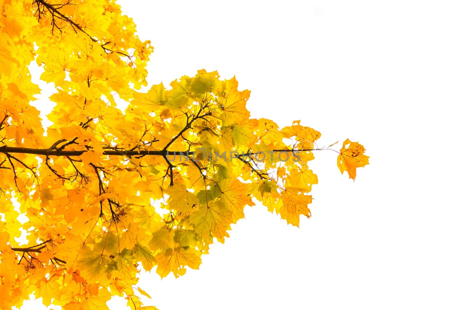 Autumn Fall Season Seasonal Leaves Changing Yellow Background Detail Texture Isolated White Orange Green Red Oak Tree