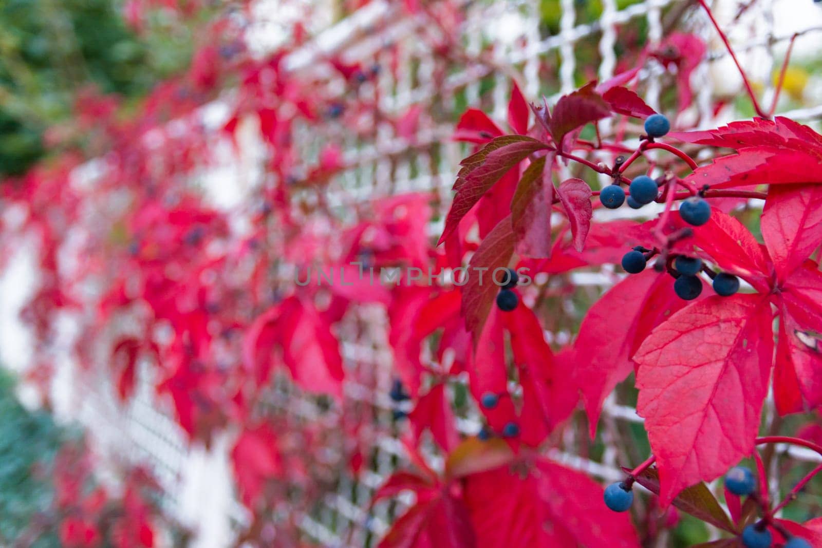 Blue Berries Bright Red Leaves Plant Growing Fence White Metal Contrast Abstract Nature