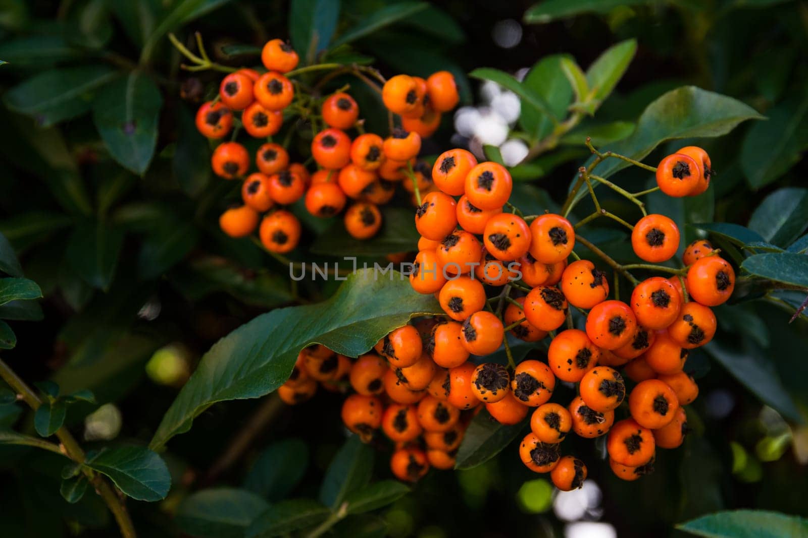 Bright Orange Berries Green Bush Plant Macro