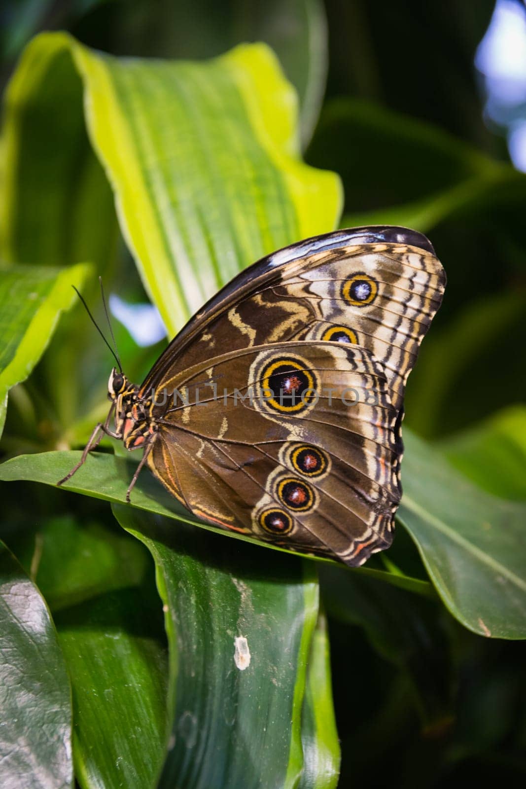 Butterfly Large Wings Sitting on Flower Leaves Petals Bush Insect Beautiful