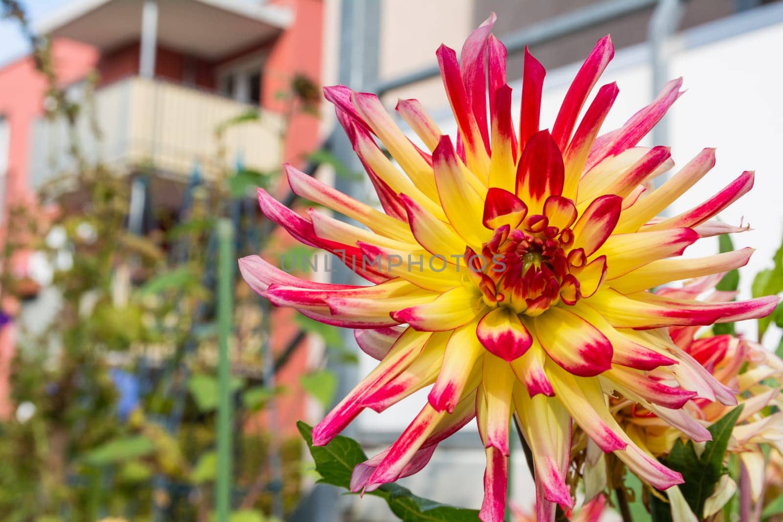 Colorful Pink Yellow Purple Exotic Deep Saturated Flower