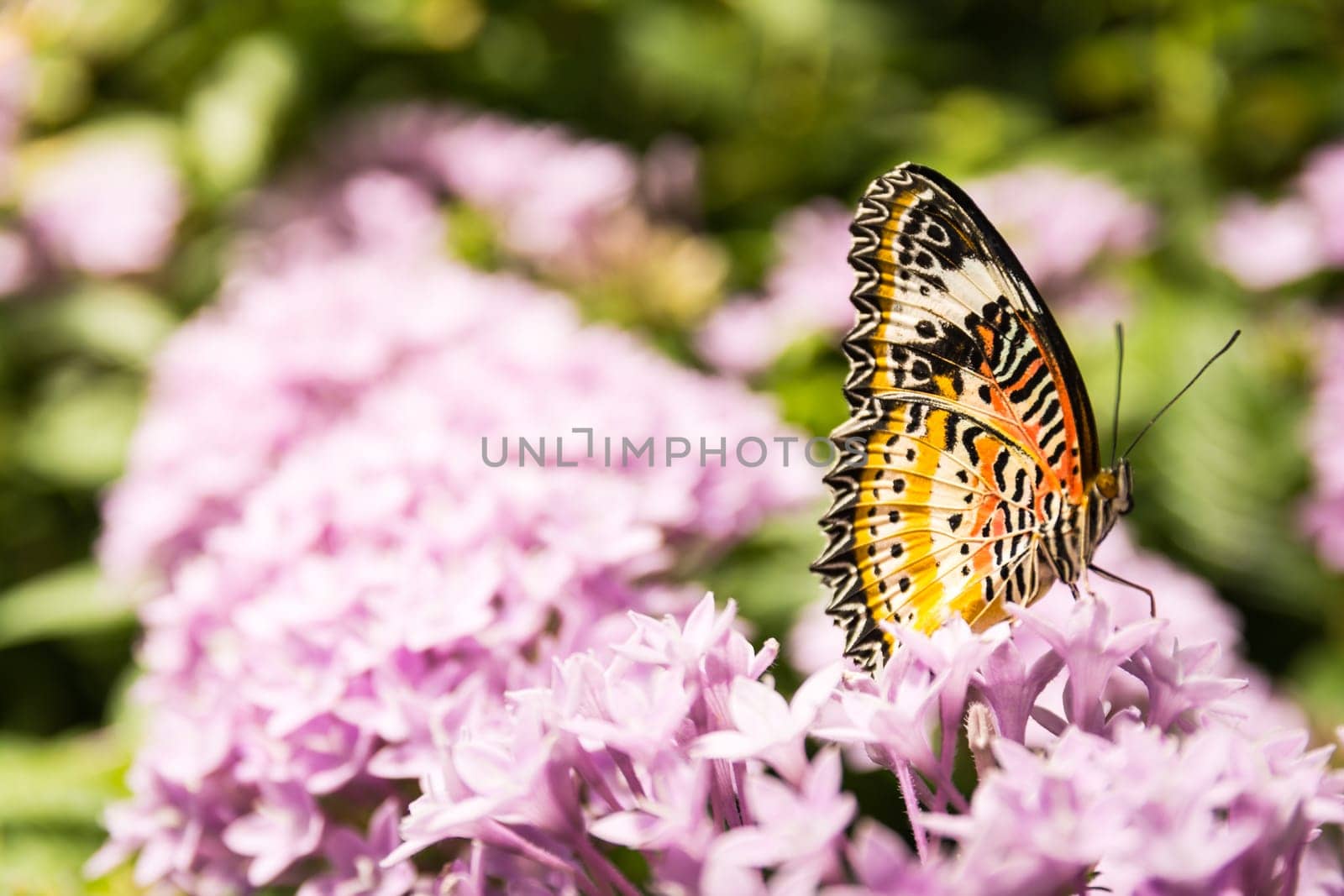 Butterfly Large Wings Sitting on Flower Leaves Petals Bush Insect Beautiful