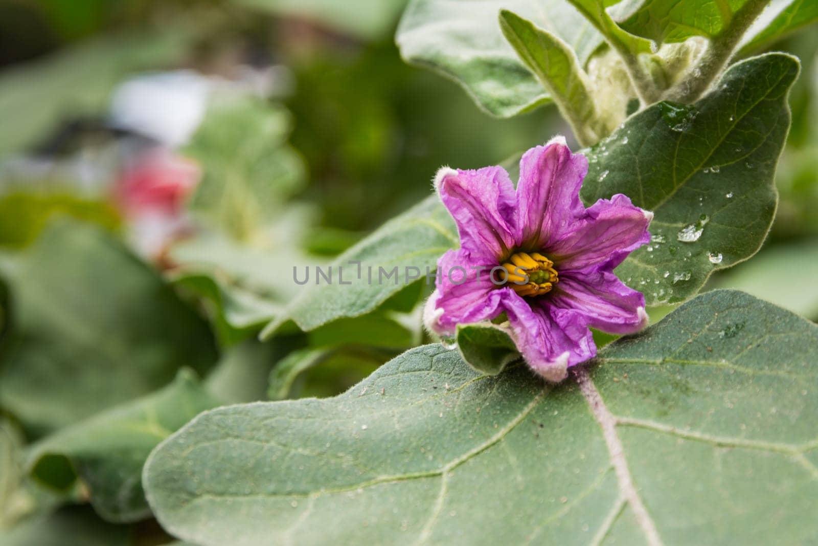 Purple Flower Wet Closeup Green Leave Texture Macro Petals Colorful