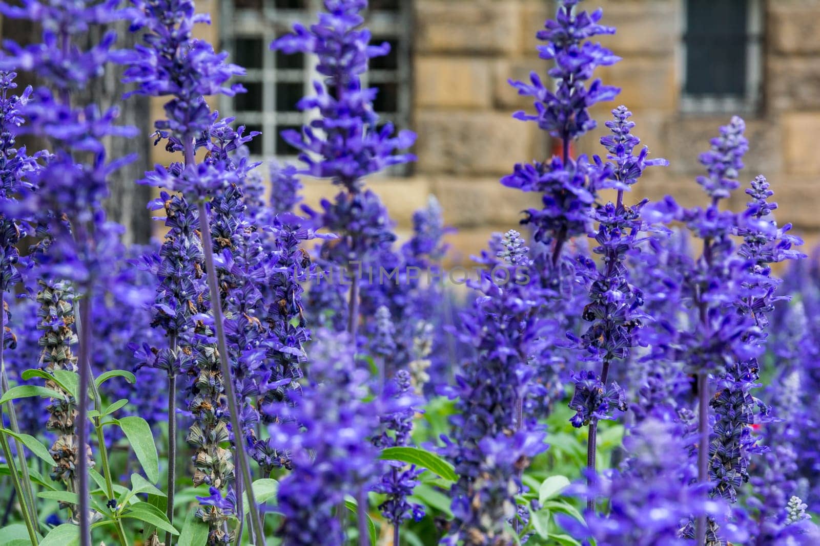 Purple Blue Flowers Lavendar Lilac Field Garden European City