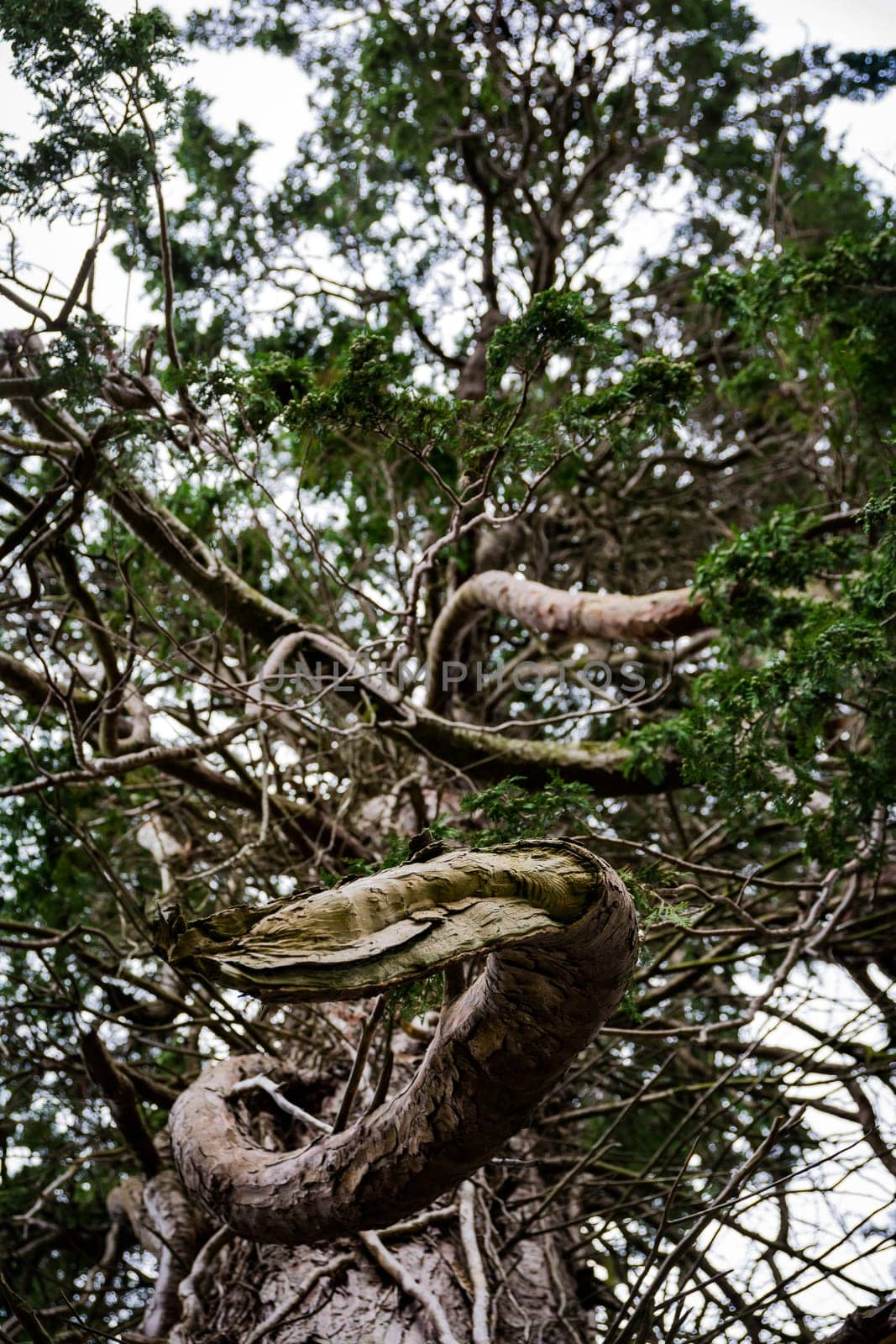 Curve Branch Wood Texture Coming Toward Viewer