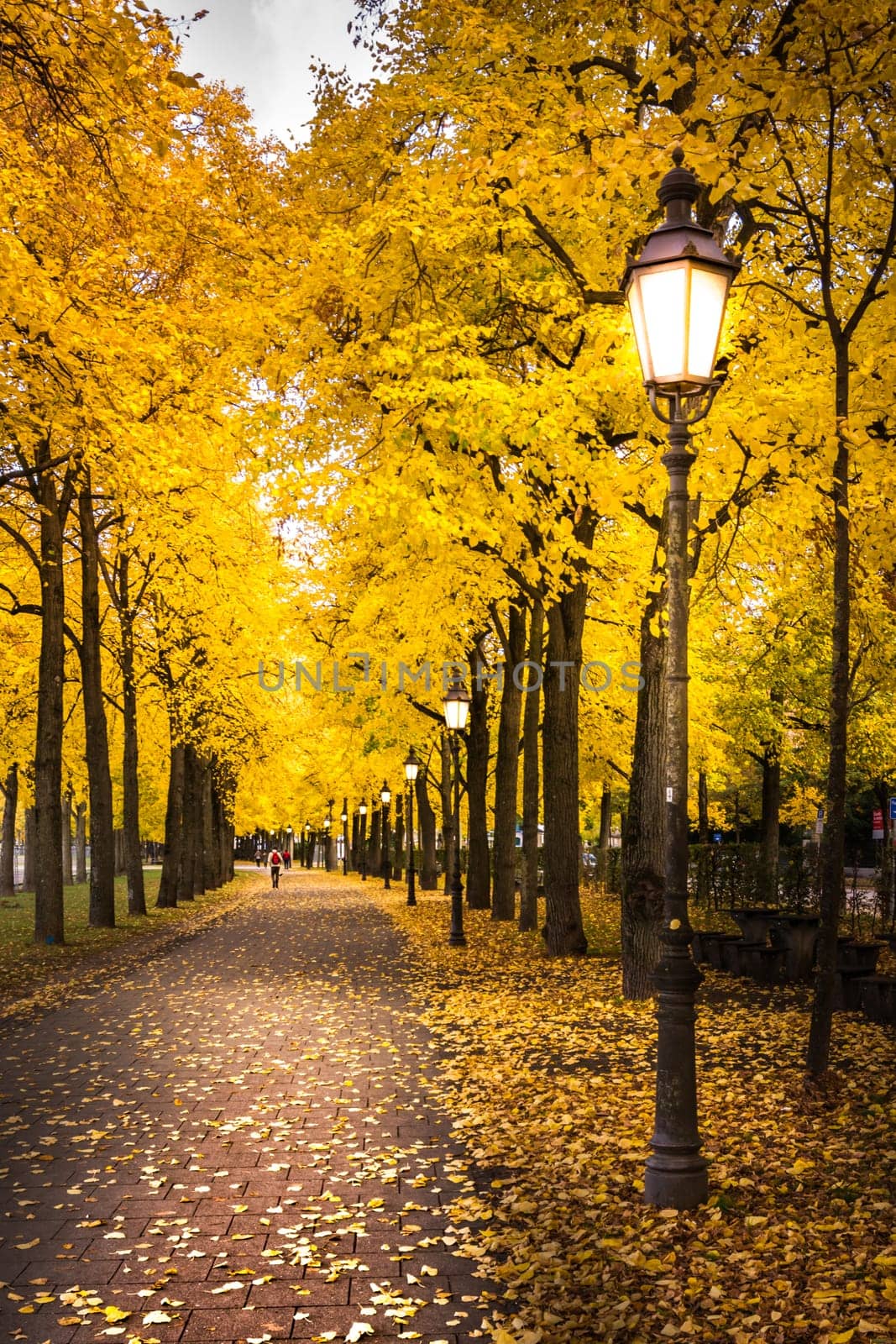 Curving Sidewalk Beautiful Yellow Orange Autumn Leaves Illuminated Street Lamps Afternoon Seasonal Time of Year
