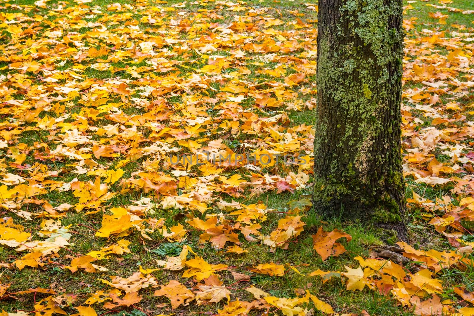 Dead Autumn Fall Leaves Season Laying Ground Grass Orange Brown Yellow Green Colorful Season Trunk Bottom Bark