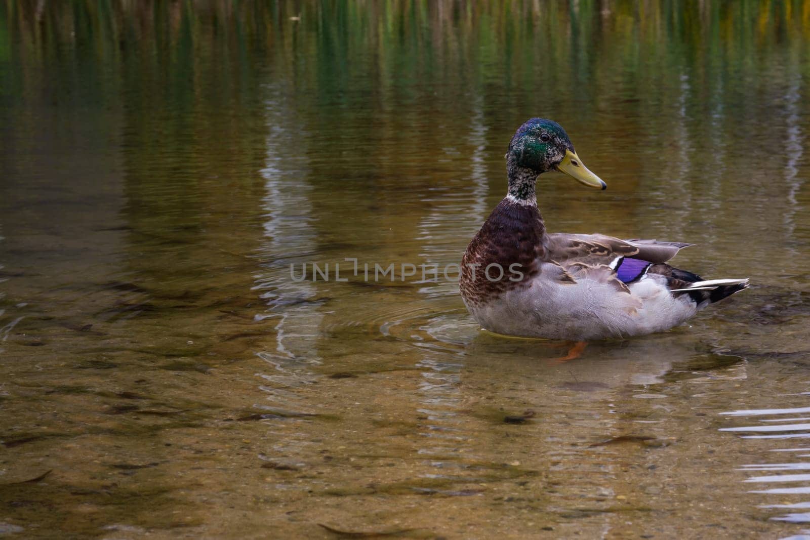 Duck Mallard Floating Standing Swimming Shallow Water Pond Lake Basin Animal Wildlife Closeup Colorful Bird