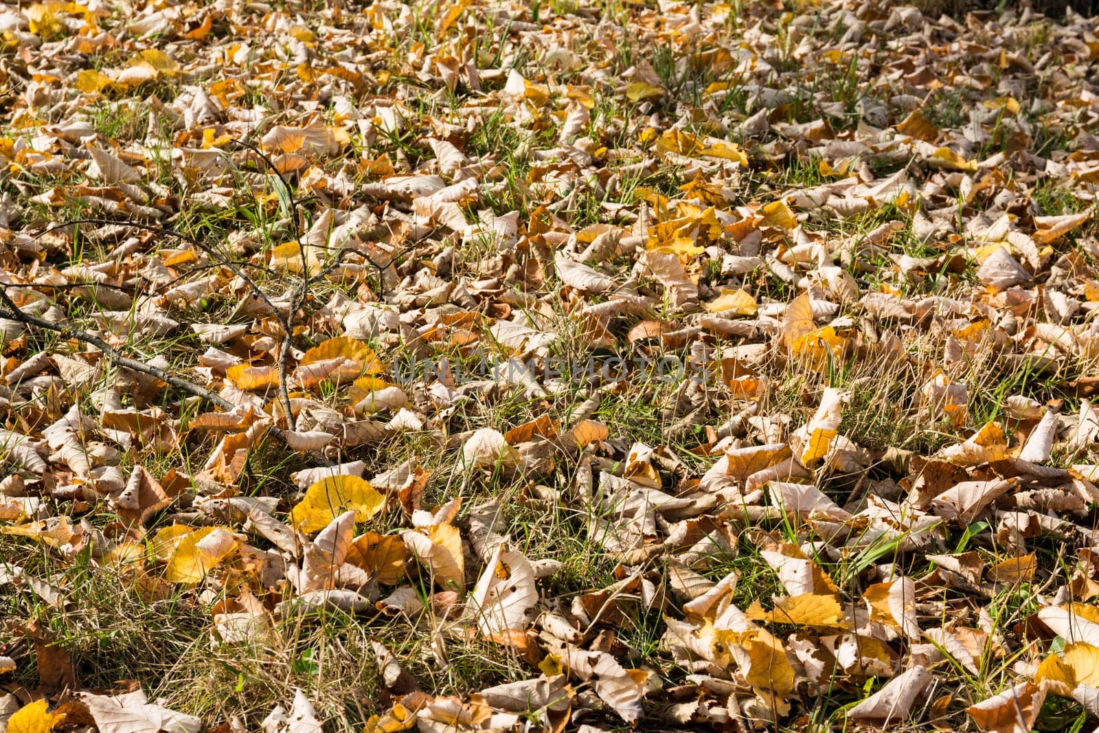 Fallen Leaves Orange Ground Grass Autumn Fall Season