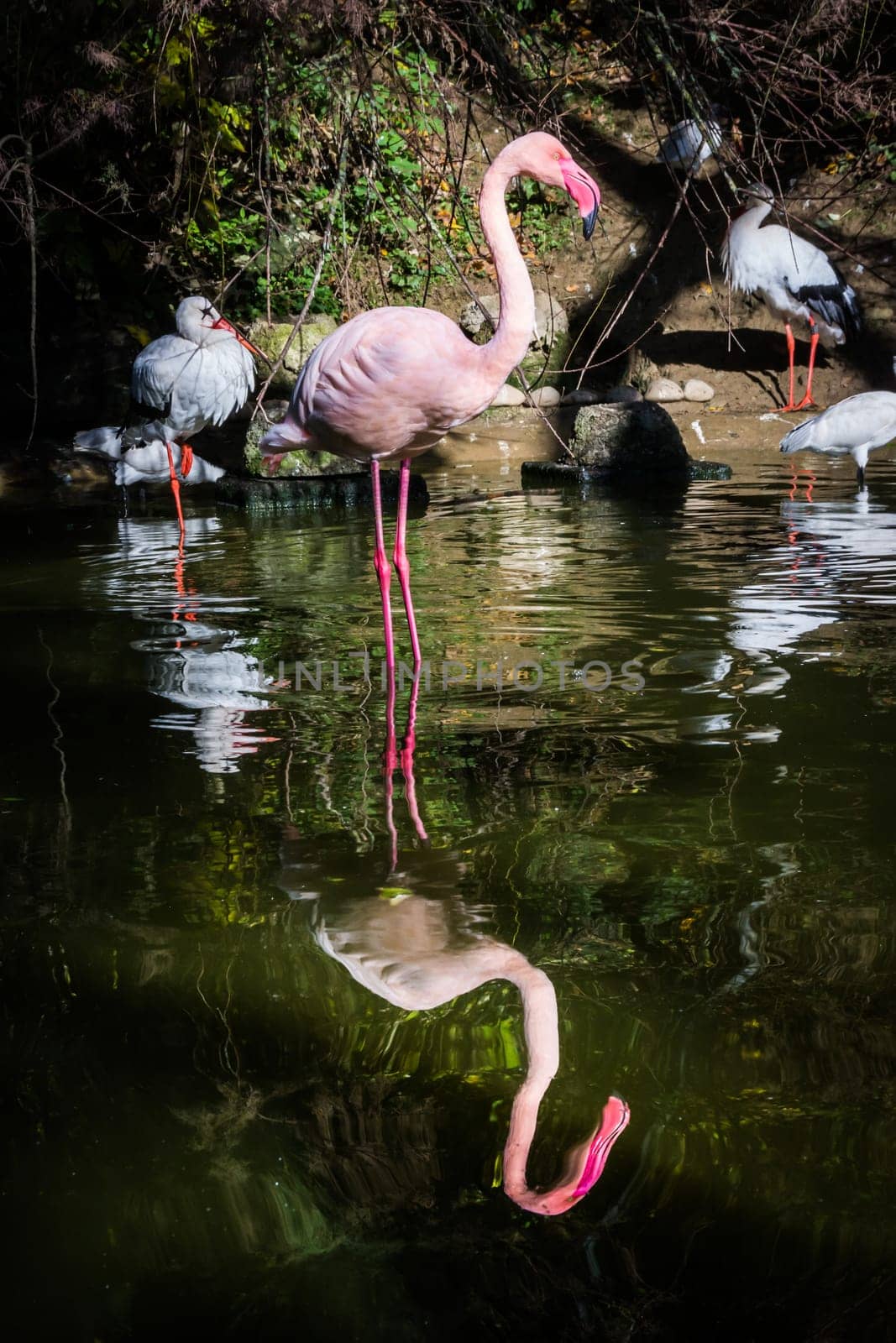 Flamingo One Leg Standing Water Pink Reflection Symmetric Pond Lake Zoo Exotic Animal Bird Looking at Camera