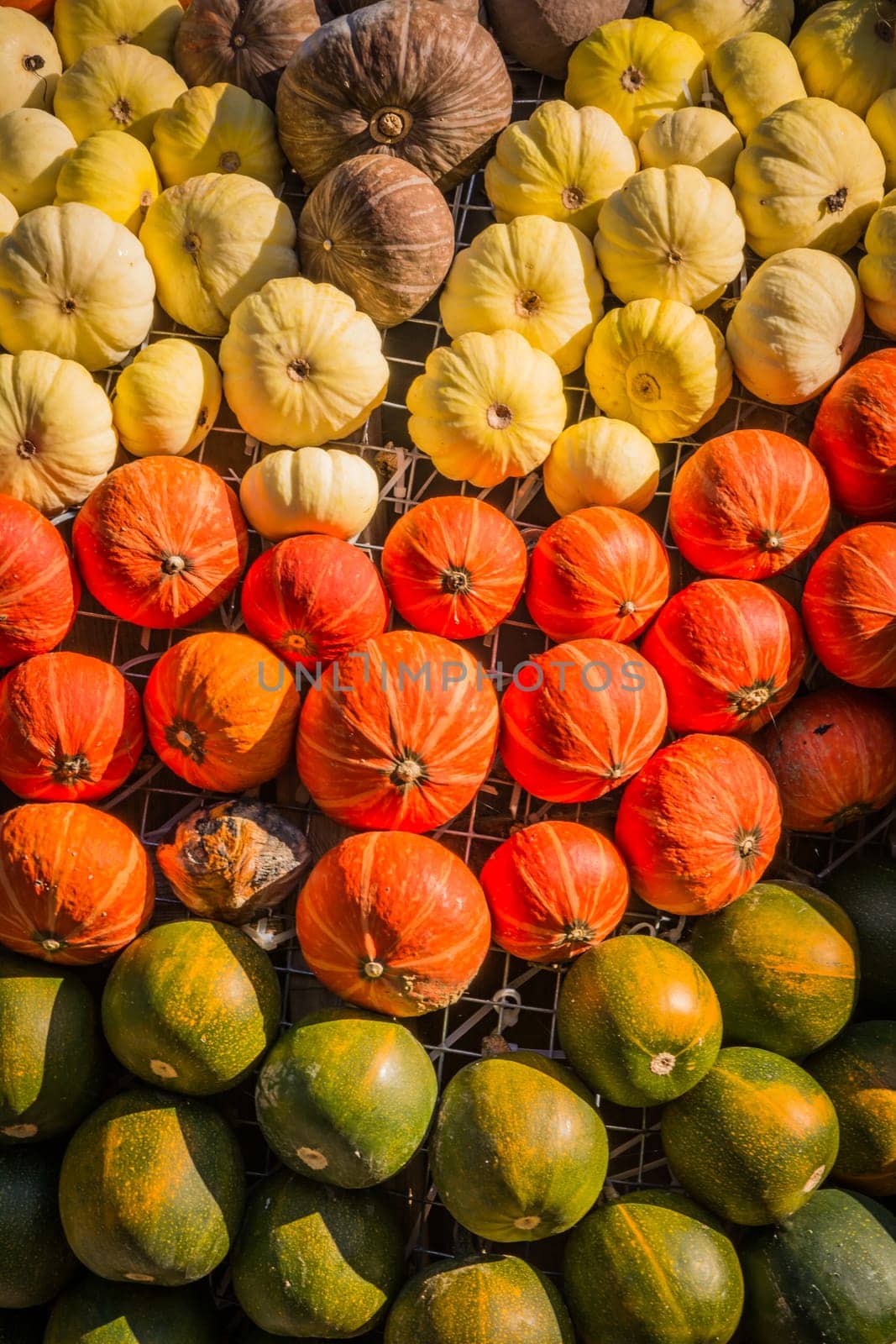 Group Pumpkin Closeup Texture Field Many Colorful Orange White Green Dark Red Sizes Varying Field Garden Decoration Organic Growing Farm Autumn Fall Season