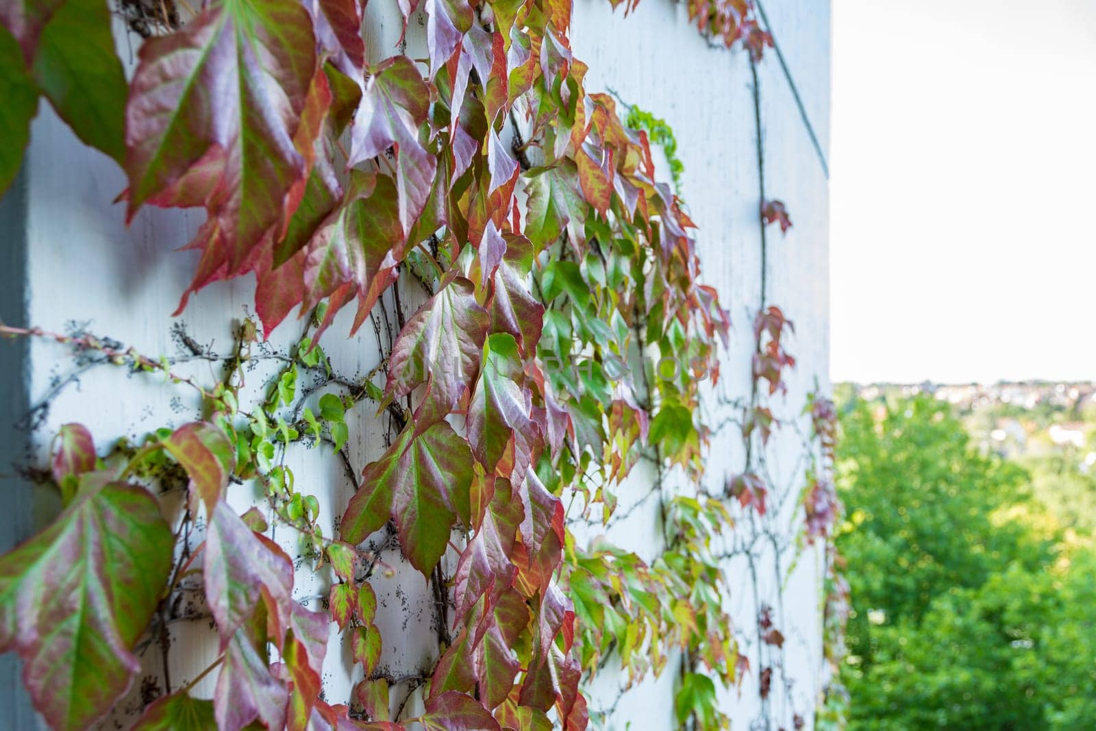 Green Red Leaves Vines Growing on Cement Wall