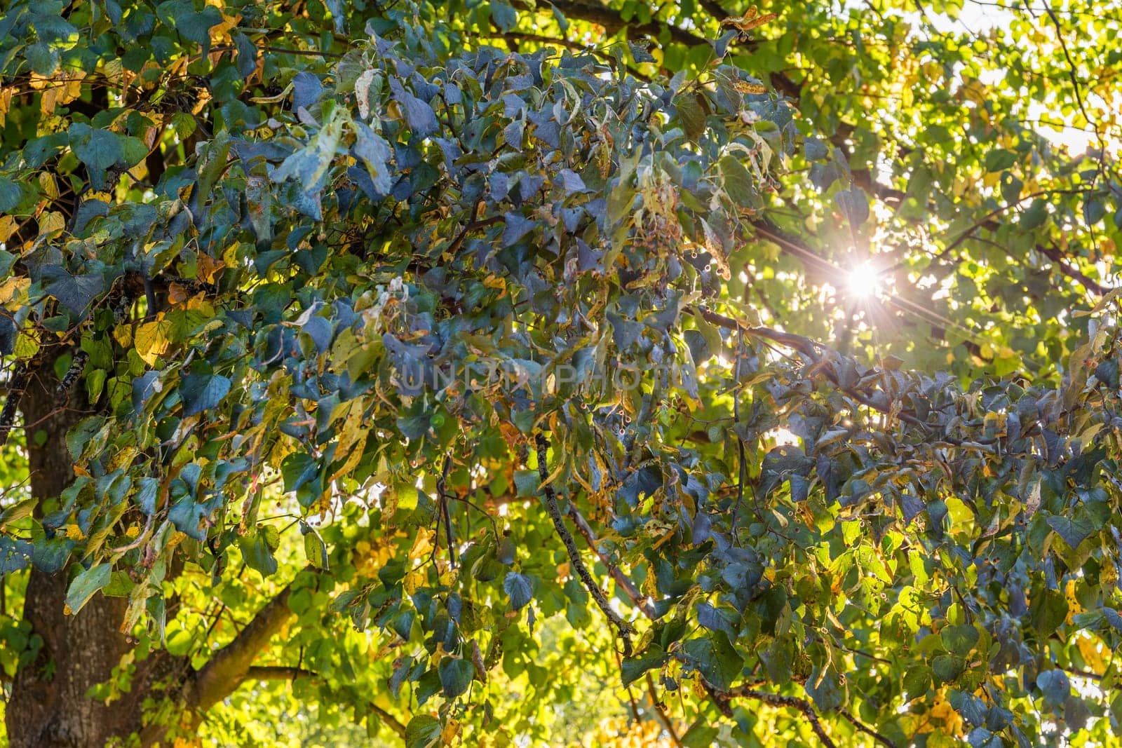 Green Tree Leaves with Sun Shining Through