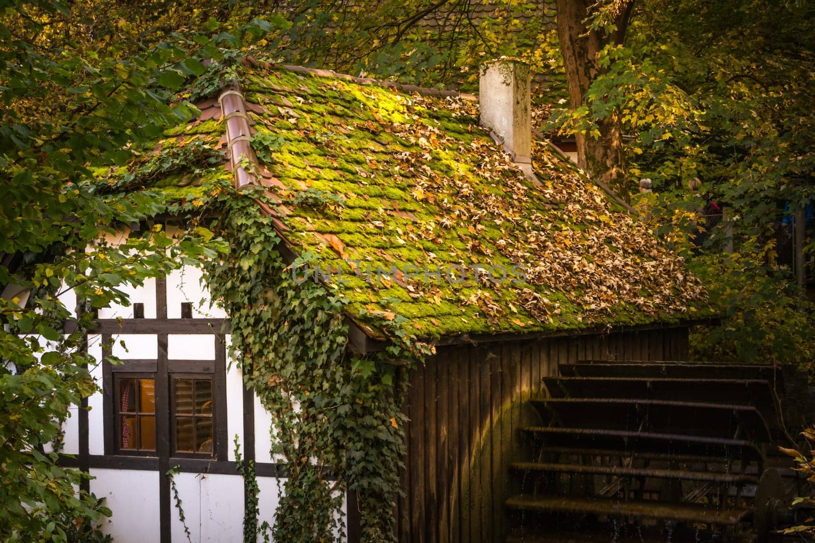 Half Timber House Cottage Village River Waterwheel Architecture Fairy Tale Building Forest Leaves Fantasy Warm Sunset Afternoon Cozy German European Story