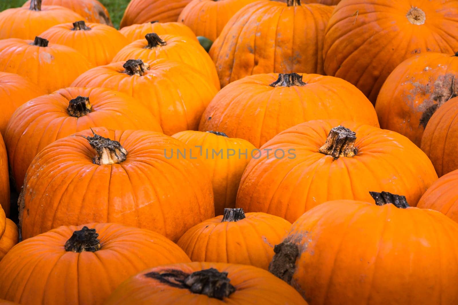 Group Pumpkin Closeup Texture Field Many Colorful Orange White Green Dark Red Sizes Varying Field Garden Decoration Organic Growing Farm Autumn Fall Season