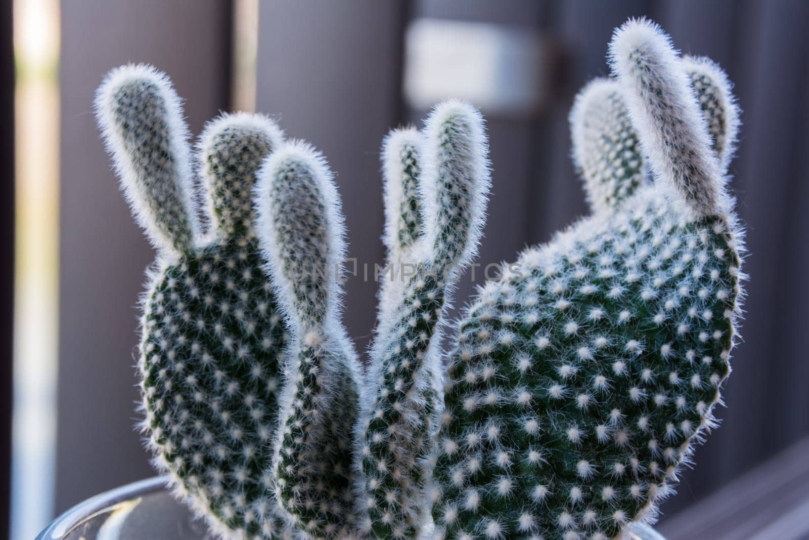 Macro Small Fuzzy Cactus Decoration Interior
