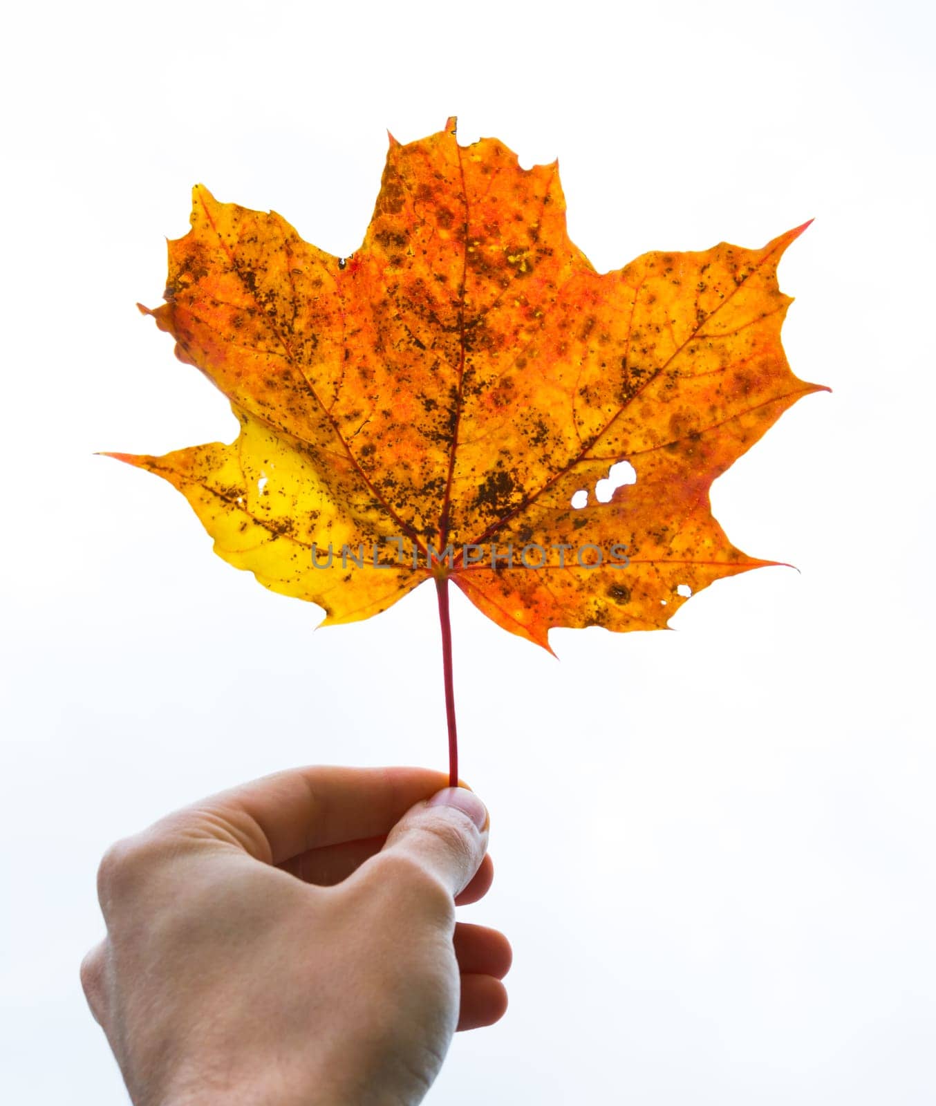 Hand Fingers Holding Delicate Stem Red Orange Yellow Dead Oak Leaf Autumn Fall Seasonal Plant Tree Dead Isolated White Background