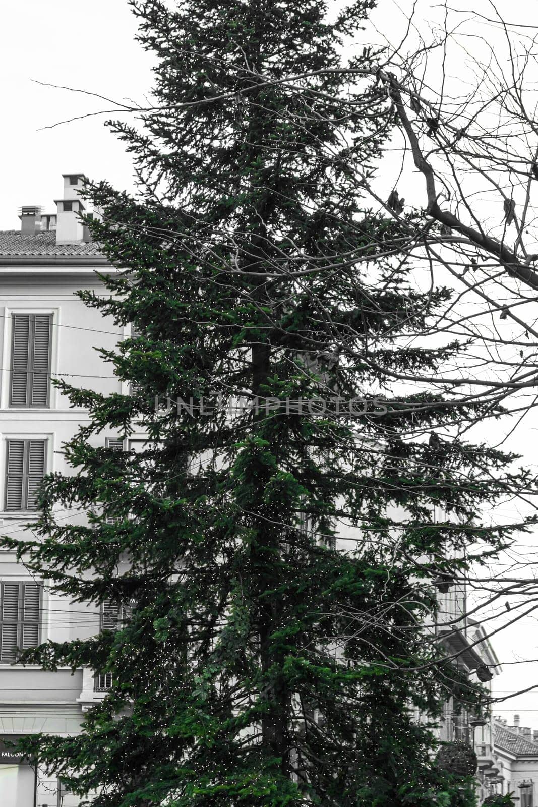 Isolated Green Christmas Tree in City Square Outdoors Milan Italy