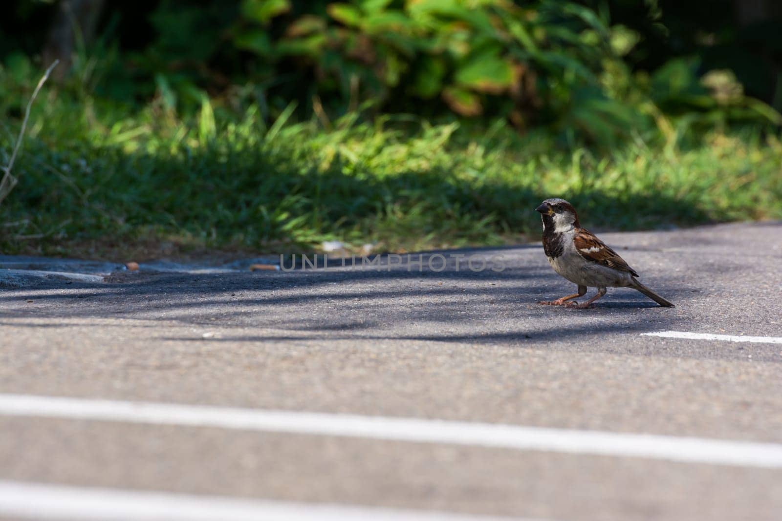 Small Bird Standing on Sidewalk Outside on Sunny Day