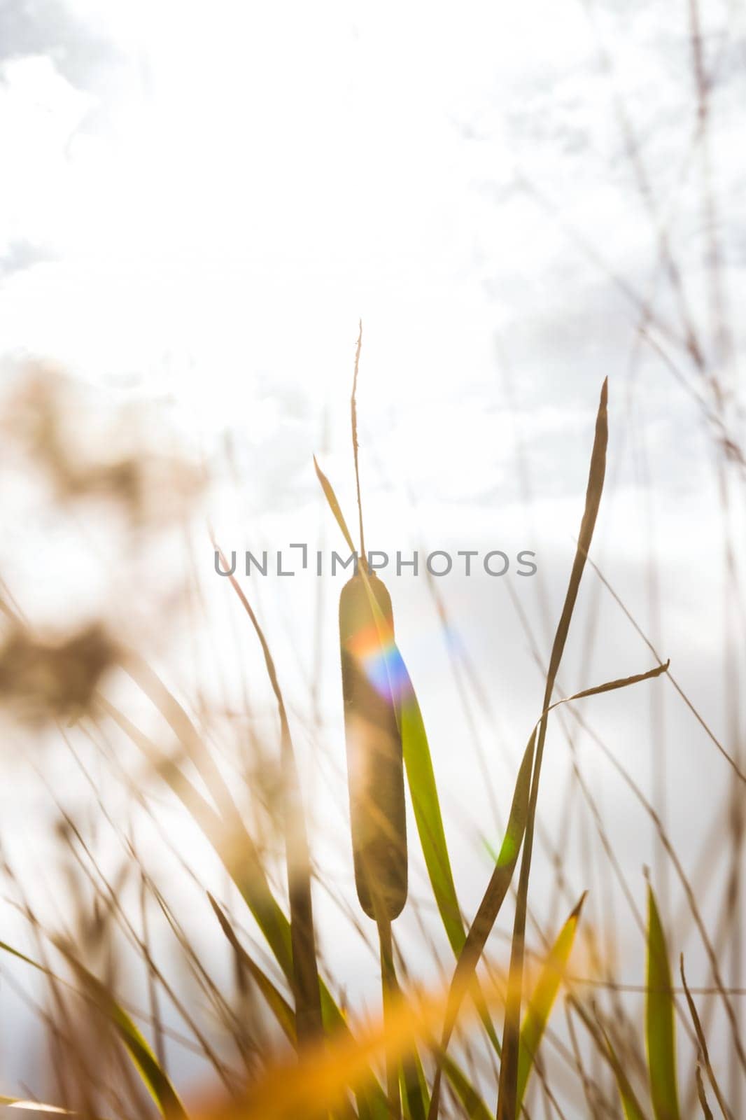 Sun Lens Flare Bright Overcast Pond Lake Shore Plants Cattail Typha Outdoors Nature Vintage
